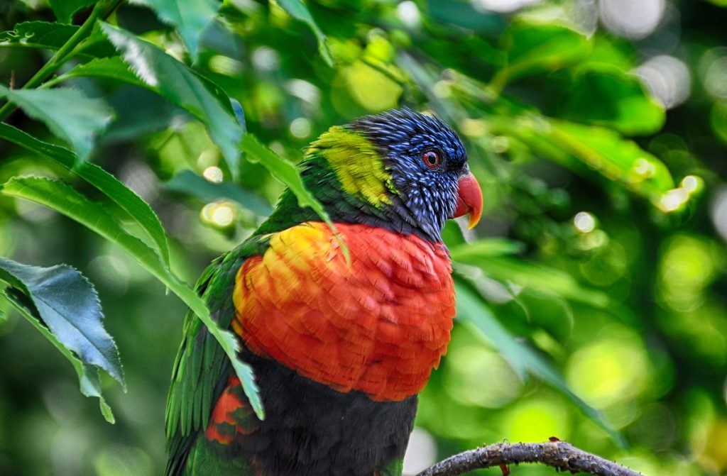 Tagesausflug Vogelpark Marlow