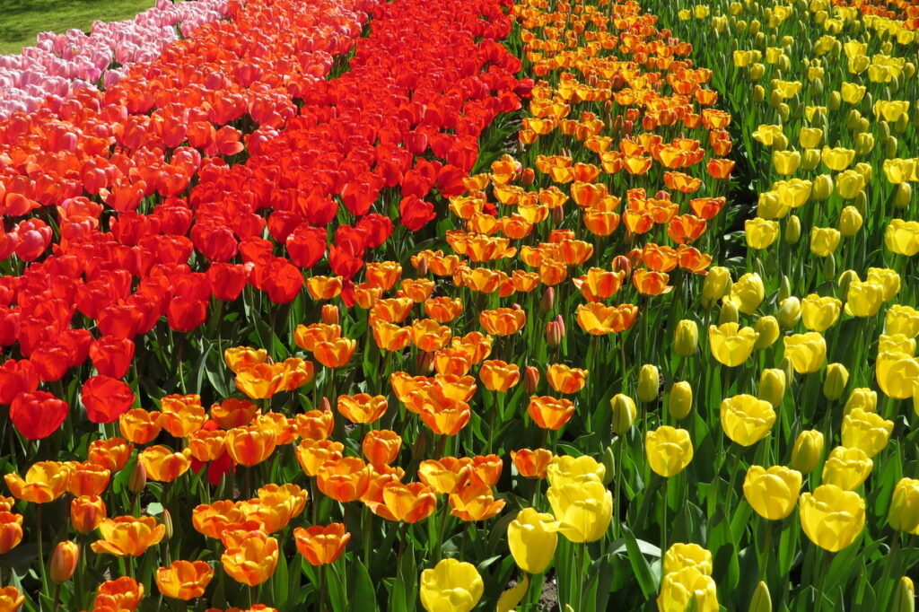 boytours-amsterdam-keukenhof-04